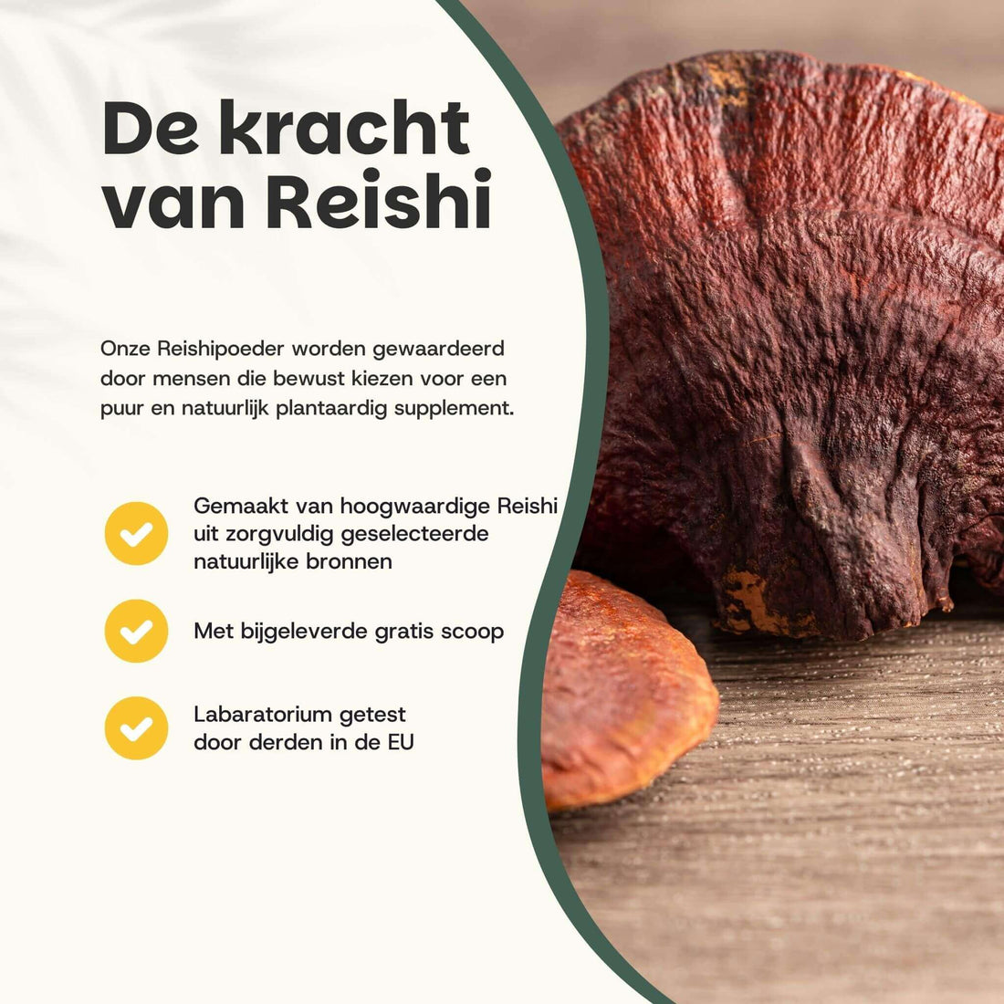 Reishi Extract 400 mg Capsules