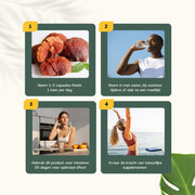 Reishi Extract 400 mg Capsules